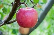 Fresh red apple on the branch