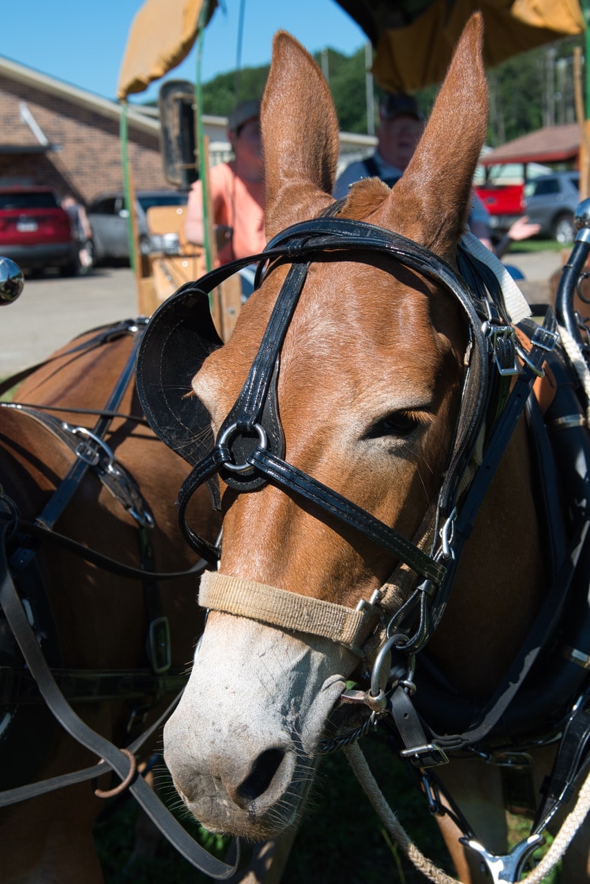Horse wearing carriage harness at Special Friends